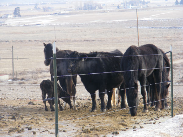 stallions-and-cow-calf